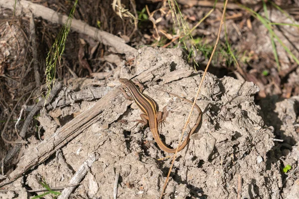 Kertenkele tarlada güneşte poz veriyor. Yerde toprak ve küçük taşlar var. Kuru dallar var.