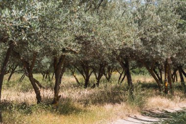 Güney İspanya 'da bir çiftlikte yetişen zeytin. Toprakta çimen var.