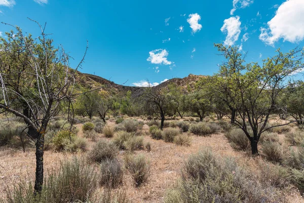 İspanya 'nın güneyinde bitki örtüsüyle dağlık bir arazi, gökyüzü bulutlarla mavidir.