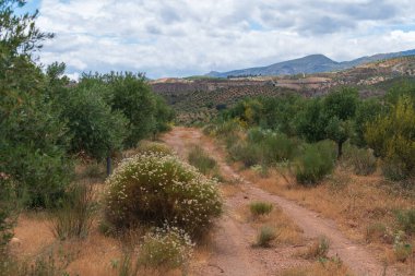 Güney İspanya 'da bir zeytinliğin arasındaki toprak yol, dağlık bir bölge, yerde çalılar var, gökyüzü bulutlu.