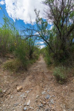 Toprak yol ağaçlar ve çimenler arasında, gökyüzünde bulutlar var, yerde taşlar ve toprak var.