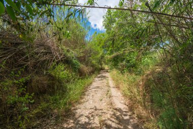 Toprak yol ağaçlar ve çimenler arasında, gökyüzünde bulutlar var, yerde toprak var.