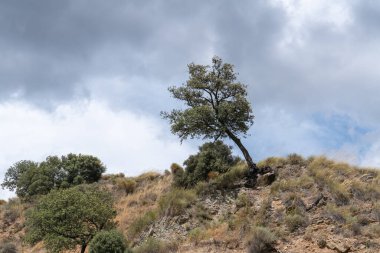 Bir tepenin üstünde bir grup holm meşesi, yerde çalılar ve taşlar var, gökyüzü bulutlu.