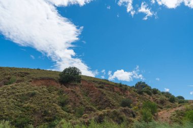 Yıpranmış arazisi olan bir dağın yamacında büyük bir meşe ağacı, yerde çalılar ve gökyüzü beyaz bulutlarla mavidir.