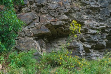 Kaya duvarında çiçekli çimenler, çimenler yeşil, çiçekler sarı, kaya kahverengi ve gri
