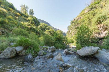 İspanya 'nın güneyindeki bir nehirde bol bitki örtüsü, nehir suyu taşıyor, nehir yatağında taşlar var, gökyüzü açık, ağaçlar var.