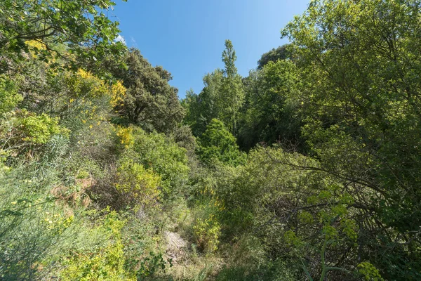 Ravijn Zuid Spanje Met Overvloedige Vegetatie Zijn Struiken Bomen Het — Stockfoto