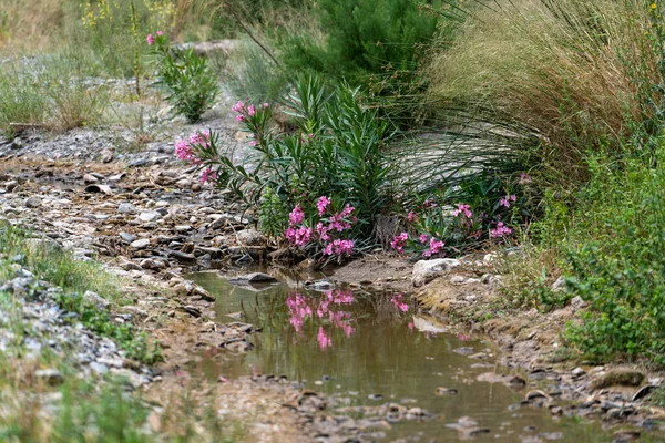 川床にピンクの花を咲かせ水は茂みを表し地面には草や茂みや石があります ロイヤリティフリーのストック写真