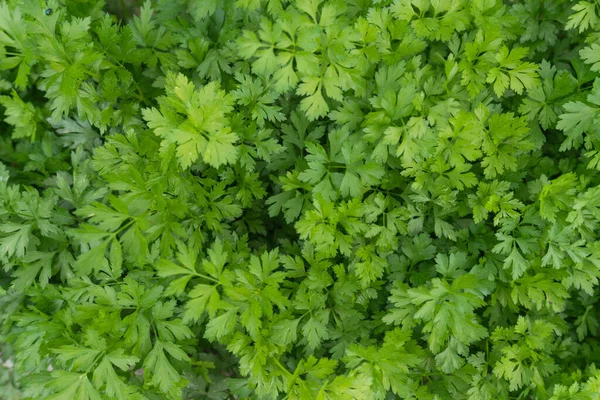 Planta Perejil Con Hojas Verdes Para Condimentar Los Alimentos — Foto de Stock