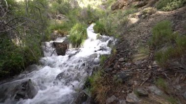 Kristal berrak su dağdan aşağı akıyor, genel bitki örtüsü var, taşlar var.