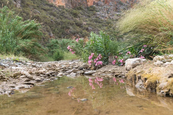 Shrub with pink flowers on a river bed, there is a pool of water, there is grass and stones around