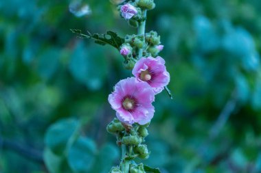 Çiçek açan kraliyet çiçekleri, çiçek pembe ve beyaz, yapraklar yeşil