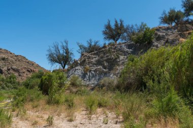 Terk edilmiş bir alanda eski zeytin ağaçları, kamış tarlaları ve yerde çimenler var, dağlık bir bölge, gökyüzü açık.