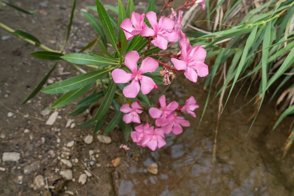 Shrub with pink flowers on a river bed, there is grass and stones around