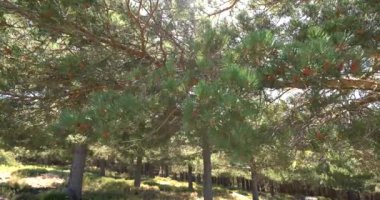 Rüzgarda hareket eden ağaç dalları, bir çam ormanı var ve toprak çimenler var.