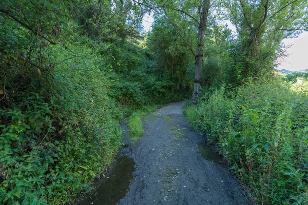 Ґрунтова Дорога Між Кущами Деревами Земля Мокра Калюжі Води — стокове фото