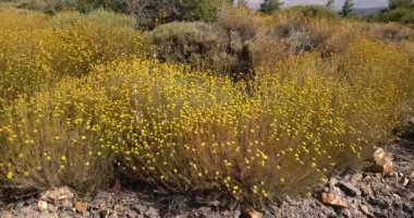 Rüzgarda hareket eden çimenler, kayadaki bir yarık arasında büyüyen çimenler.
