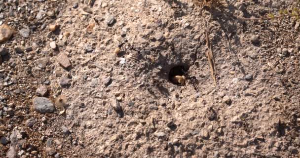 Formigas Rastejando Cima Uma Rocha Procura Comida — Vídeo de Stock