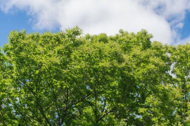 Centennial kestanesi yeşil yapraklı, gökyüzünde bulutlar var