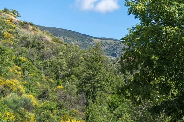 Güney Spanya Daki Dağlık Arazi Dağ Ağaçlar Çalılarla Kaplı Çalıların — Stok fotoğraf
