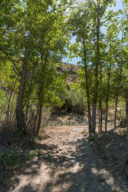Tarladaki kavak ağaçlarının arasında yürüyorum, bir dağ var, bir nehir var, çalılar var.
