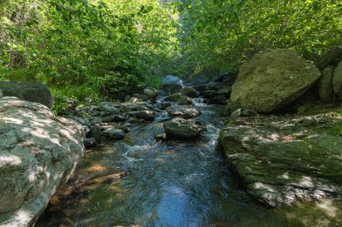 Bitkilerle çevrili kristal berrak nehir, çalılar, ağaçlar, nehir yatağında taşlar var.