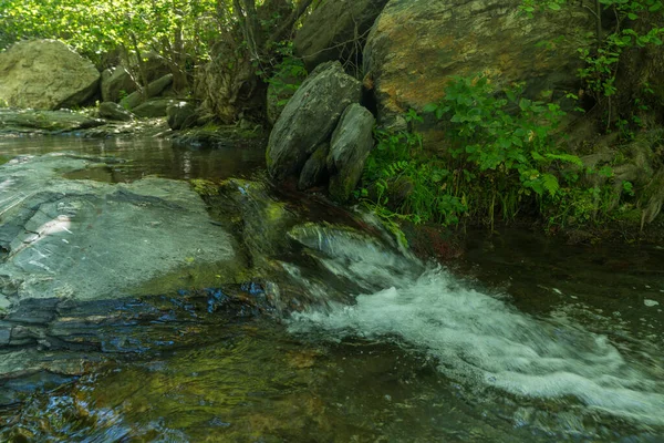 Krystalicznie Czysta Rzeka Otoczona Roślinnością Krzaki Kamienie Korycie Rzeki — Zdjęcie stockowe