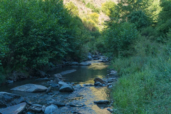 Río Cristalino Rodeado Vegetación Hay Arbustos Hay Árboles Hay Piedras — Foto de Stock