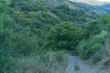 Dağa giden toprak yol, ağaçlar ve çalılar var, sarı çiçekli çalılar var.