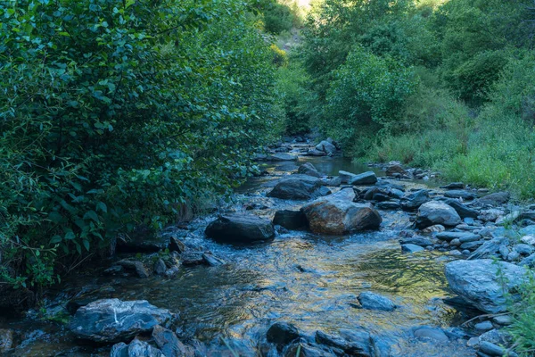 Rio Cristalino Cercado Por Vegetação Arbustos Árvores Pedras Leito Rio — Fotografia de Stock