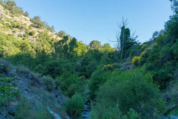 Dağlık Alan Bitki Örtüsüyle Kaplı Bir Nehir Var Dağda Ağaçlar — Stok fotoğraf