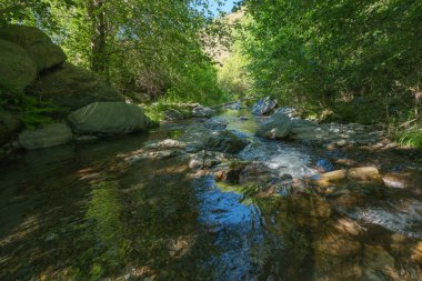 Bitkilerle çevrili kristal berrak nehir, çalılar, ağaçlar, nehir yatağında taşlar var.