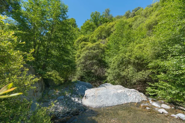 Yüksek Bir Dağ Nehrinden Akıyor Yemyeşil Bir Orman Var Nehir — Stok fotoğraf