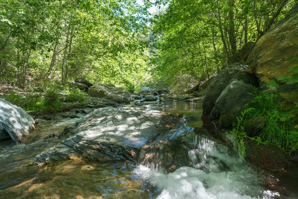 Bitkilerle çevrili kristal berrak nehir, çalılar, ağaçlar, nehir yatağında taşlar var.
