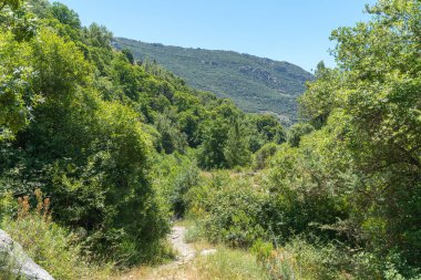Güney İspanya 'daki dağ yolu, ağaçlı dağlık bölge, çimenler ve çalılar var, gökyüzü açık.