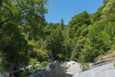 Sierra Nevada dağındaki yemyeşil orman, yeşil ağaçlar ve çalılar bol, nehir yatağında büyük kayalar var.