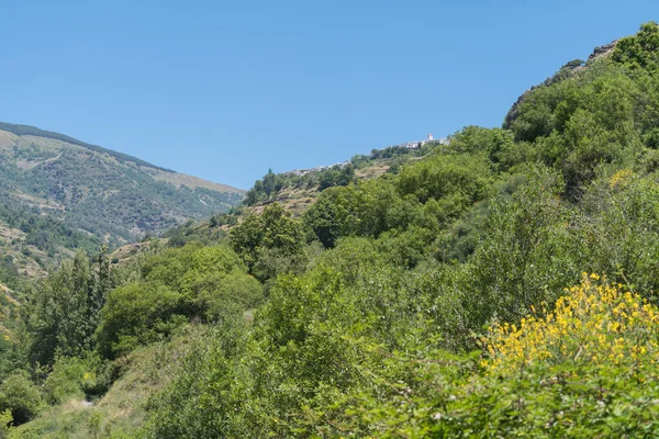 Dağlık Alanda Bol Bitki Örtüsü Sarı Çiçekli Çalılar Ağaçlar Gökyüzü — Stok fotoğraf