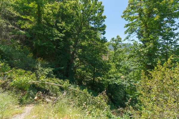 Weelderig Bos Sierra Nevada Berg Een Overvloed Aan Groene Bomen — Stockfoto