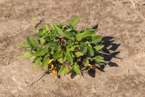 small green plant on the sandy soil, the leaves are green and some are dry and yellow, the soil is sandy sediment