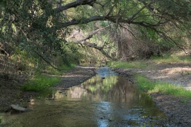 İspanya 'nın güneyindeki bir nehirden akan kristal berrak su, nehir yatağında taşlar, nehri kaplayan bir orman, nehir kıyısında yeşil çimenler var.