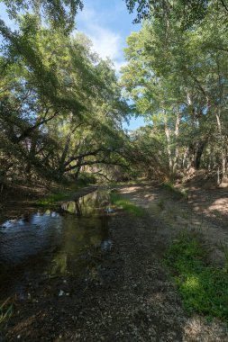 İspanya 'nın güneyindeki bir nehirden akan kristal berrak su, nehir yatağında taşlar, nehri kaplayan bir orman, nehir kıyısında yeşil çimenler var.