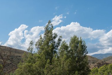 Güney İspanya 'da çamların tepeleri ve kuru ağaçlar, bitkilerle kaplı dağlar var, gökyüzünde bulutlar var