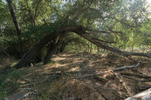Stromy Zelenými Listy Krajině Jižního Španělska Zemi Suchá Tráva Tam — Stock fotografie