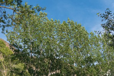 Güney İspanya 'daki Lucainena Nehri' nin tepelerinde yapraklar yeşil ve gökyüzü açık, kamış tarlaları var.