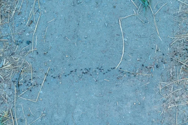 Skupina Mravenců Pracujících Jídlem Jsou Tam Malé Kameny Suchá Sláma — Stock fotografie
