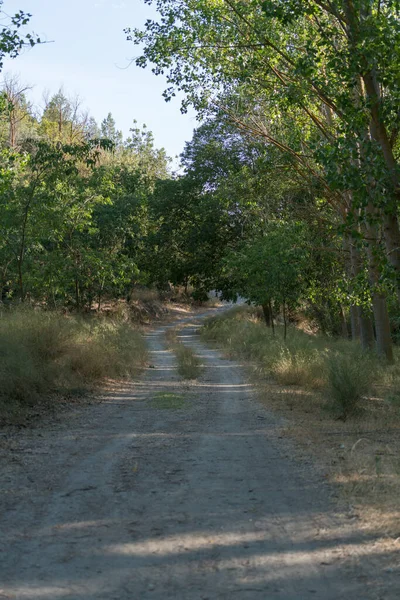 Estrada Terra Entre Árvores Grama Verde Seca Árvores Têm Folhas — Fotografia de Stock