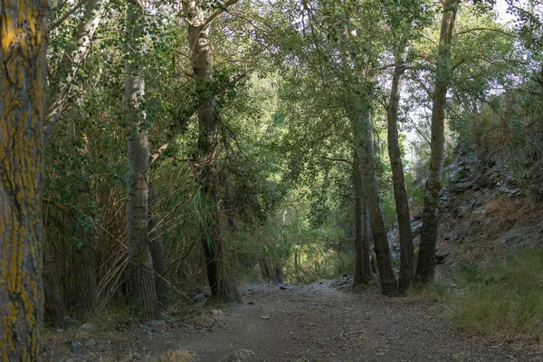 Bomen Met Groene Bladeren Het Platteland Van Zuid Spanje Grond — Stockfoto