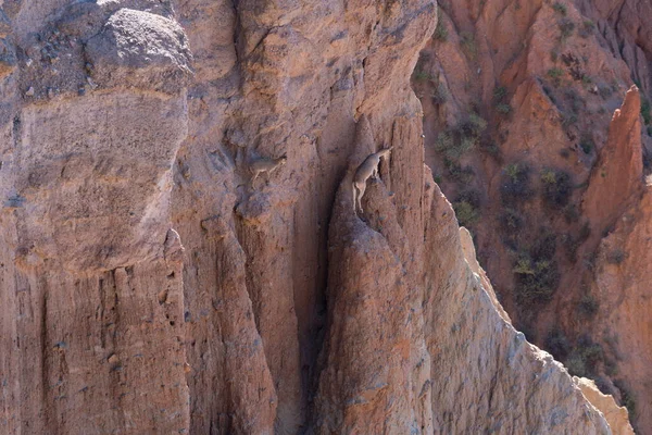 Bergziegen Einer Schlucht Ist Ein Wüstengebiet Gibt Steine Und Büsche — Stockfoto