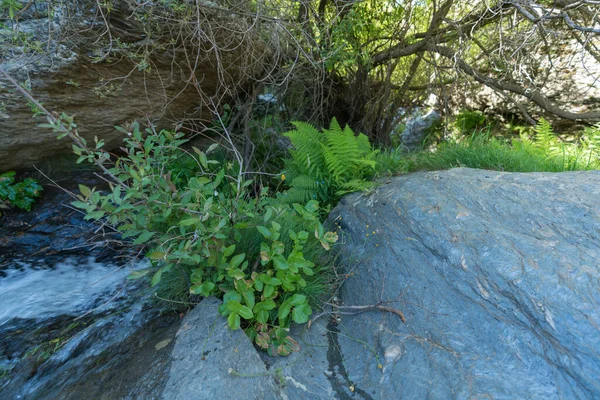 Grama Verde Lado Uma Rocha Água Flui Ramos Uma Árvore — Fotografia de Stock