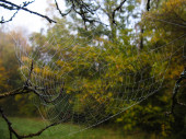 Őszi erdő és pókháló